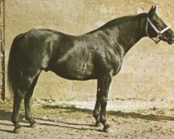 stallion Tamerino xx (Thoroughbred, 1972, from Tamerlane xx)