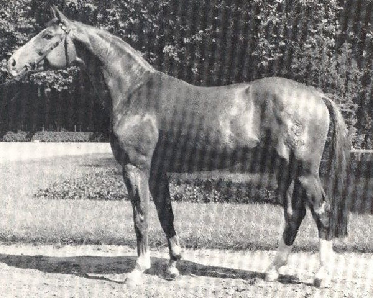 Deckhengst Francisco II (Westfale, 1983, von Frühlingsball)