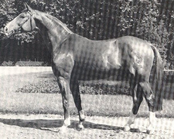 stallion Francisco II (Westphalian, 1983, from Frühlingsball)