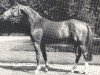 stallion Francisco II (Westphalian, 1983, from Frühlingsball)