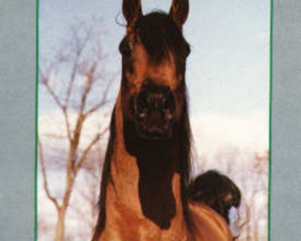 stallion Borexpo 1974 ox (Arabian thoroughbred, 1974, from Pohaniec 1965 ox)