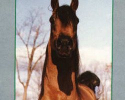 stallion Borexpo 1974 ox (Arabian thoroughbred, 1974, from Pohaniec 1965 ox)