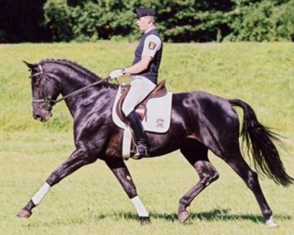 stallion Lexxon (Württemberger, 1995, from Lenys Lemon)