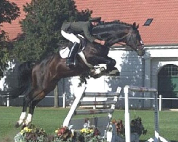 Pferd Continue (Oldenburger, 1990, von Contender)