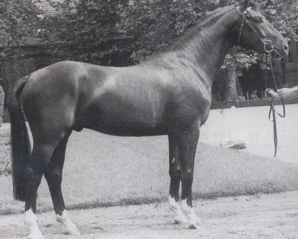 stallion Greifswald (Westphalian, 1983, from Grossadmiral)