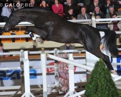 stallion Crescendo (Hanoverian, 2006, from Contendro I)