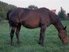 Pferd Granie (Hannoveraner, 1980, von Graphit)