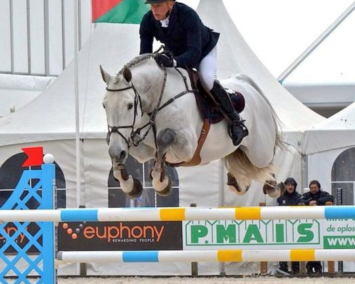 broodmare Cicera Jb (Swiss Warmblood, 2010, from Cicero Z van Paemel)