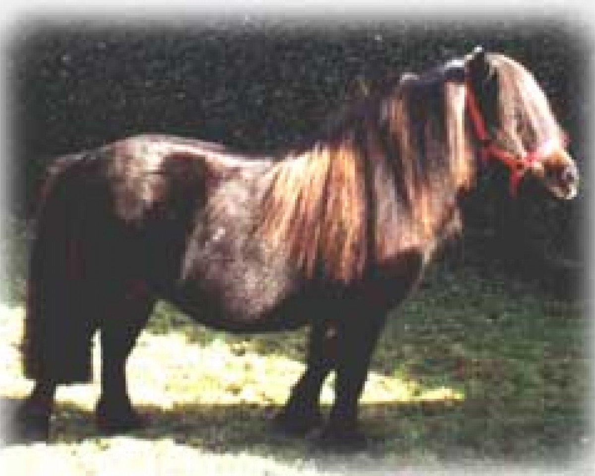 broodmare Zinnia (Shetland pony (under 87 cm), 1985, from Hippominimus Benjamin Bunny)