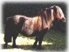 broodmare Zinnia (Shetland pony (under 87 cm), 1985, from Hippominimus Benjamin Bunny)