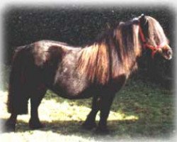 Zuchtstute Zinnia (Shetland Pony (unter 87 cm), 1985, von Hippominimus Benjamin Bunny)