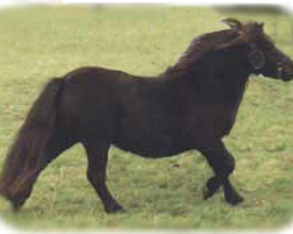 broodmare ML's Why Not (Shetland pony (under 87 cm), 1988, from Weshley van Stal Nederkoorn)