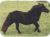 Zuchtstute ML's Why Not (Shetland Pony (unter 87 cm), 1988, von Weshley van Stal Nederkoorn)