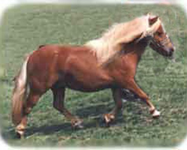 Zuchtstute ML's Gill (Shetland Pony (unter 87 cm), 1992, von Park View Giles)