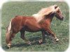 Zuchtstute ML's Gill (Shetland Pony (unter 87 cm), 1992, von Park View Giles)