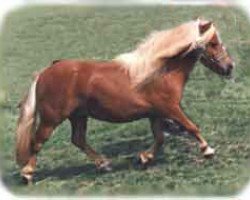 broodmare ML's Gill (Shetland pony (under 87 cm), 1992, from Park View Giles)