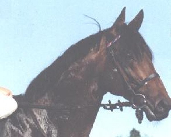 horse Desert xx (Thoroughbred, 1995, from Freedom's Choice xx)