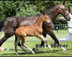 jumper Hilanta (KWPN (Royal Dutch Sporthorse), 2012, from Cantos)