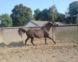 broodmare Windbraut xx (Thoroughbred, 1992, from Big Shuffle xx)