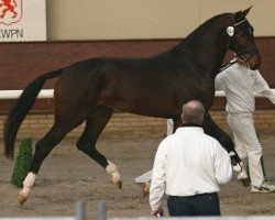 dressage horse Antinori (KWPN (Royal Dutch Sporthorse), 2005, from Stedinger)