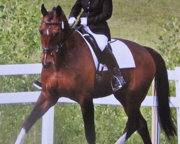 horse Merritt (KWPN (Royal Dutch Sporthorse), 1994, from Corleone)