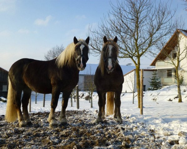 horse Loisl (South German draft horse,  , from Schachen)