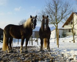 horse Loisl (South German draft horse,  , from Schachen)