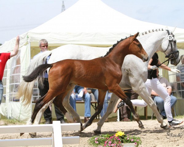 dressage horse Linyanti J (Westphalian, 2013, from Lyjanero)