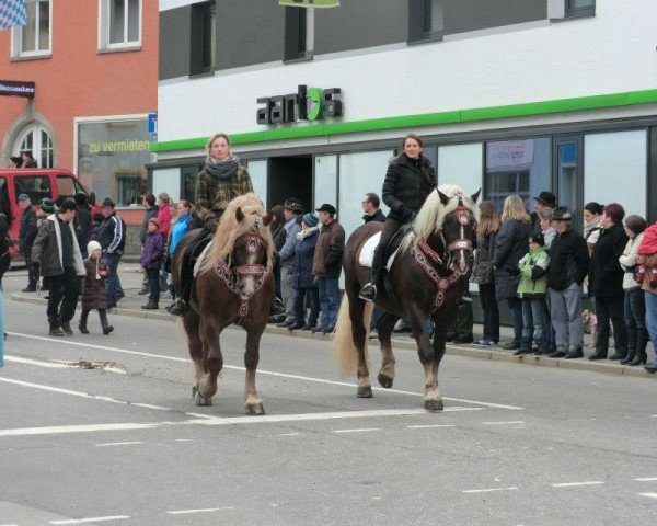 horse Hansi (South German draft horse, 2001, from Sallach)