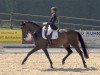 dressage horse Delaware 16 (Oldenburg, 2006, from Diamond Hit)