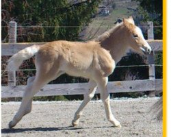 Pferd Stanly (Haflinger, 2013, von liz. 350/T Stainz)