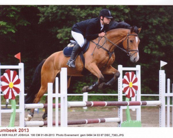 Springpferd Idalgo of Ballmore (Belgisches Warmblut, 2008, von Castelino van de Helle)