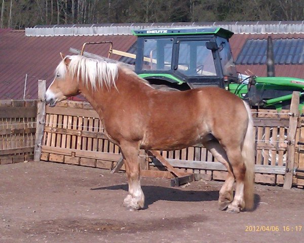 horse Maike (Haflinger, 1996, from Mario (1,57% ox))