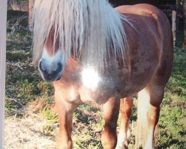 stallion Wago (Haflinger,  )