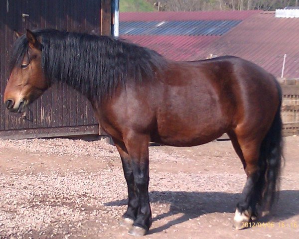 horse Lilly (Haflinger, 2007, from Wago)