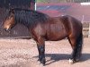 horse Lilly (Haflinger, 2007, from Wago)