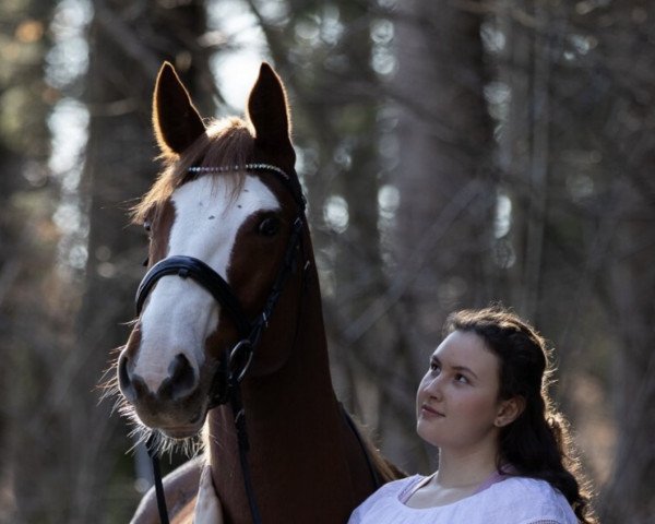jumper Rathnagrew Liam (Irish horse, 2014)