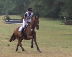 broodmare Kerry M OLD (Oldenburg show jumper, 2008, from Canto)