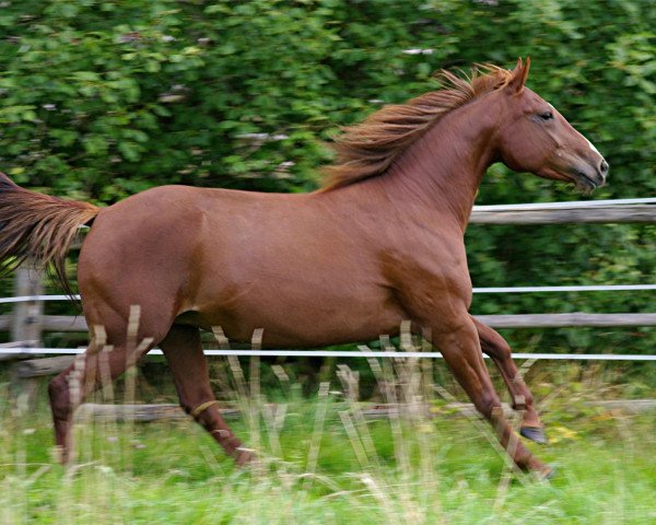 broodmare Glorious Kate (Mustang, 2006)