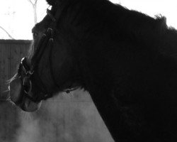 dressage horse Abacus 11 (Hanoverian, 1997, from Aquarell)