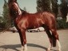 stallion Sungold (German Riding Pony, 1984, from Silvertop's Ricco)