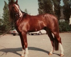 stallion Sungold (German Riding Pony, 1984, from Silvertop's Ricco)