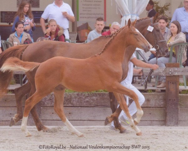 Springpferd No Limit van 't Hulsthof (Belgisches Warmblut, 2013, von For Passion d'Ive Z)