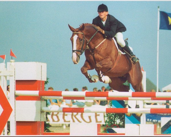 stallion Boy de la Barre II (Belgian Warmblood, 1989, from Quito de Baussy)