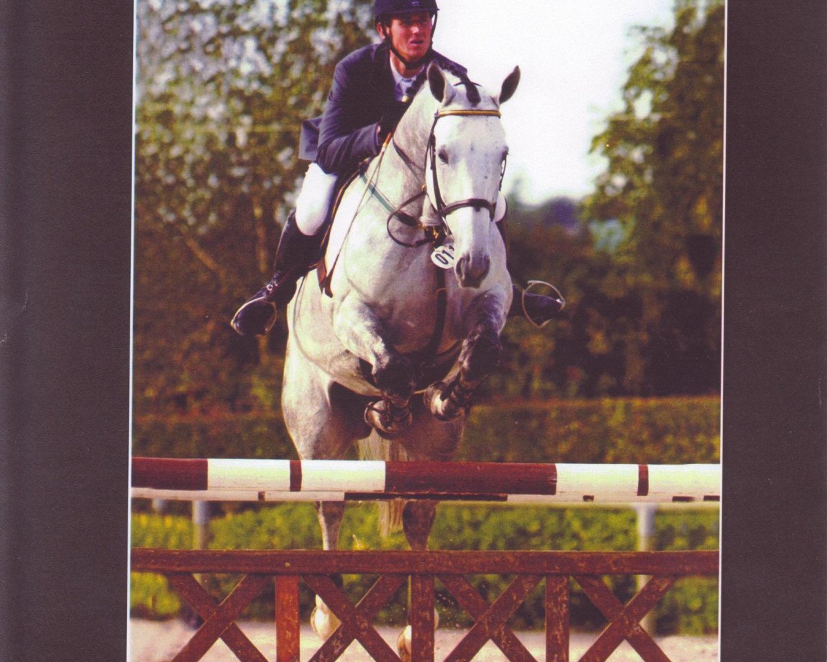 Deckhengst Stew Boy (Belgisches Warmblut, 1995, von Boy de la Barre II)