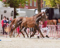 horse Massimo van 't Hulsthof (Belgisches Warmblut, 2012, from Cicera Jb)