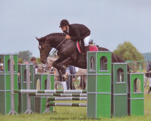 stallion Kigali van 't Hulsthof (Belgian Warmblood, 2010, from Crescendo)