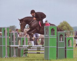 horse Kigali van 't Hulsthof (Belgisches Warmblut, 2010, from Crescendo)