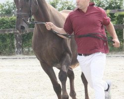 horse Winde van de Meyhoeve (Belgisches Warmblut, 1999, from Stew Boy)