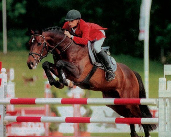 stallion Querida 35 (Oldenburg, 2001, from Quick Star)